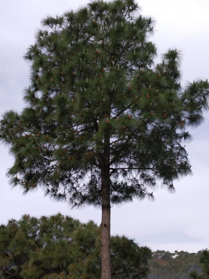Pine Villa Касаули Екстериор снимка